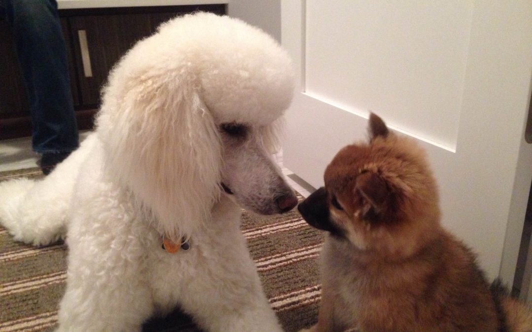 Happiness Has Four Legs and Occasionally Sniffs Butts