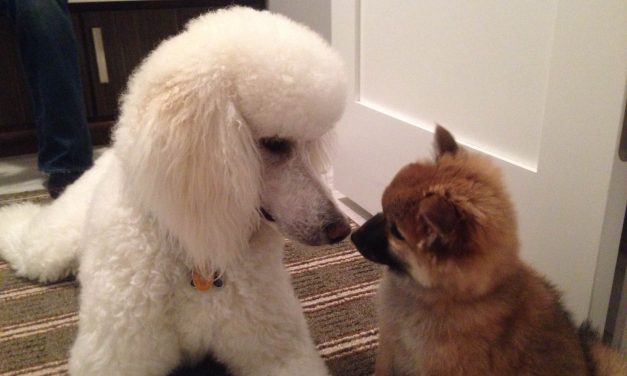 Happiness Has Four Legs and Occasionally Sniffs Butts